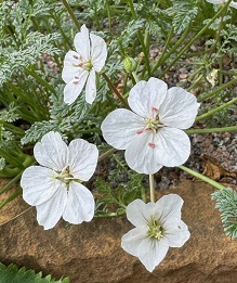 Erodium 'Pippa Mills'